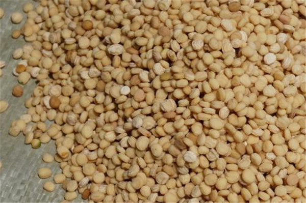 種子基地如何使用農(nóng)業(yè)氣象站來提高種子基地的產(chǎn)量？